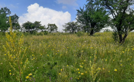 Prognoza meteo pentru 27 mai