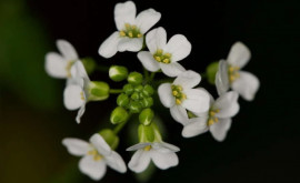 De ce stresează atingerea plantele Un mister vechi de 30 de ani la un pas de a fi rezolvat