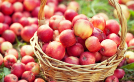 Recolta de mere din țară compromisă Prognoza Asociației Moldova Fruct