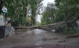 Изза грозовых ливней в столичном секторе упало дерево