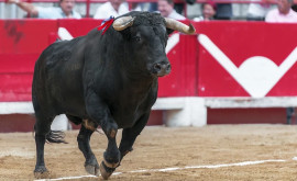 Proteste la Madrid Stop corida