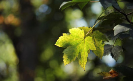 Prognoza meteo pentru 4 octombrie