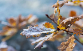 Vine frigul Meteorologii au emis Cod Galben de îngheț