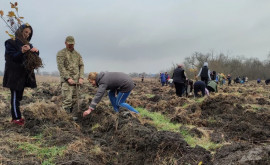 Пэдуря домняскэ станет зеленее