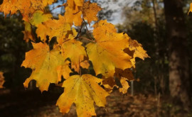 Prognoza meteo pentru 25 noiembrie