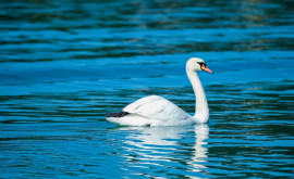 Un locuitor al satului Talmaza a salvat o lebădă care nu putea zbura