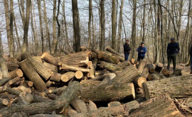 Tot mai multe cazuri de tăieri ilicite ale arborilor