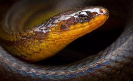 O nouă specie de boa pitic a fost descoperită în Amazonia ecuadoriană