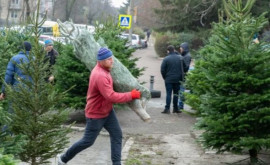 Натуральные ели использованные в этом году будут переработаны