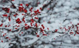 Prognoza meteo pentru 1 februarie