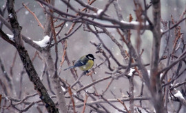 Prognoza meteo pentru 7 februarie