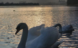 Soroca Mai multe lebede au ales să ierneze pe un lac din zonă