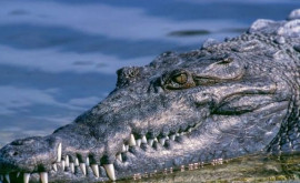 В озере ньюйоркского района Бруклин нашли крокодила