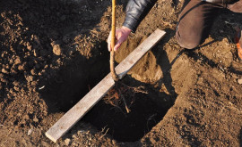 A început sezonul de plantare a pomilor