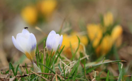 Prognoza meteo pentru 9 martie