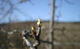 Prognoza meteo pentru 11 martie