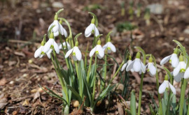 Prognoza meteo pentru 13 martie