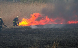 Bălțiul cuprins de fum și cenușă Arde stufăria de pe marginea Răutului