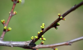 Prognoza meteo pentru 17 martie