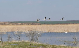 Lebede și rațe sălbatice surprinse pe malul unui lac din Cantemir 