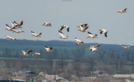 В Молдове недавно сфотографировали стаю пеликанов
