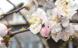 Prognoza meteo pentru 9 aprilie