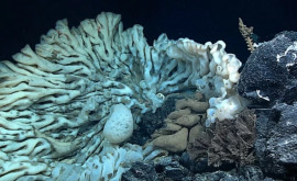 В водах Гавайев обнаружена самая большая в мире морская губка