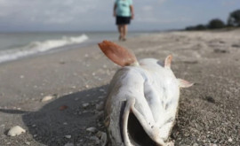 Un val de căldură oceanică fără precedent a cuprins Atlanticul de Nord