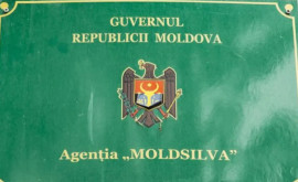 На счетах Moldsilva остались миллионы леев выделенные на дрова и лесоразведение