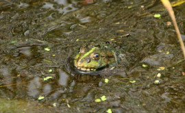 Peru O nouă specie de broască descoperită în Anzi