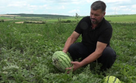 Roadă de harbuz mai bogată în nordul Moldovei