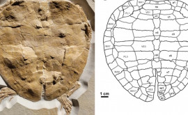 Paleontologii au găsit rămășițele unei broaște țestoase care a trăit acum 150 de milioane de ani