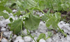 Agricultorii în lacrimi Nu mai putem salva nimic din roadă Furtuna a făcut dezastru