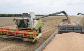 Сколько зерна может собрать Украина в этом году