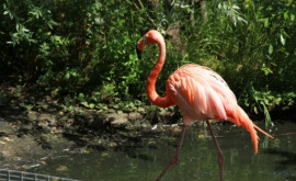 Un ou străvechi de flamingo descoperit pe şantierul unui nou aeroport din Mexic