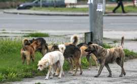 Cîinii maidanezi otrăviţi în masă la Soroca