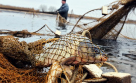 Ecologist O dată pe an vorbim despre importanța păstrării naturii iar în alte zile acoperim jefuirea ei