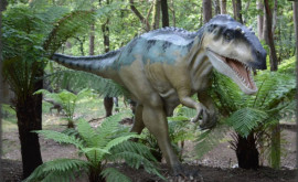 Un traseu folosit de dinozauri pentru a merge la adăpat găsit în Alaska