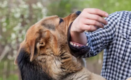 Medic Este foarte important ca persoanele mușcate de animale să se adreseze imediat la medic