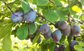 Ce recoltă de prune este prognozată în Moldova 