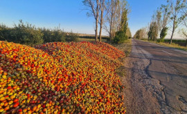 Mere aruncate pe marginea drumului la Edineț Ce spun autoritățile