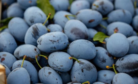 În luna septembrie producătorii agricoli au exportat un volum record de prune