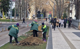 В центре столицы началась посадка платанов