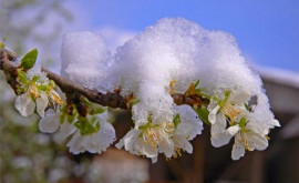 Ce impact vor avea oscilațiile de temperatură asupra fructelor sîmburoase timpurii 