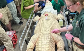 Lăcomie sau business Un crocodil a înghițit zeci de monede