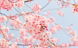 Schimbări în natură florile de primăvară înfloresc mai devreme