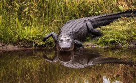 Un american a scăpat ca prin minune de un aligator