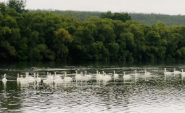 Un stol de lebede observate pe un rîu din Moldova