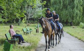 Inspectoratul Naţional de Patrulare vinde cai 