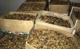 Контрабандные ядра орехов обнаружены на таможне ВИДЕО